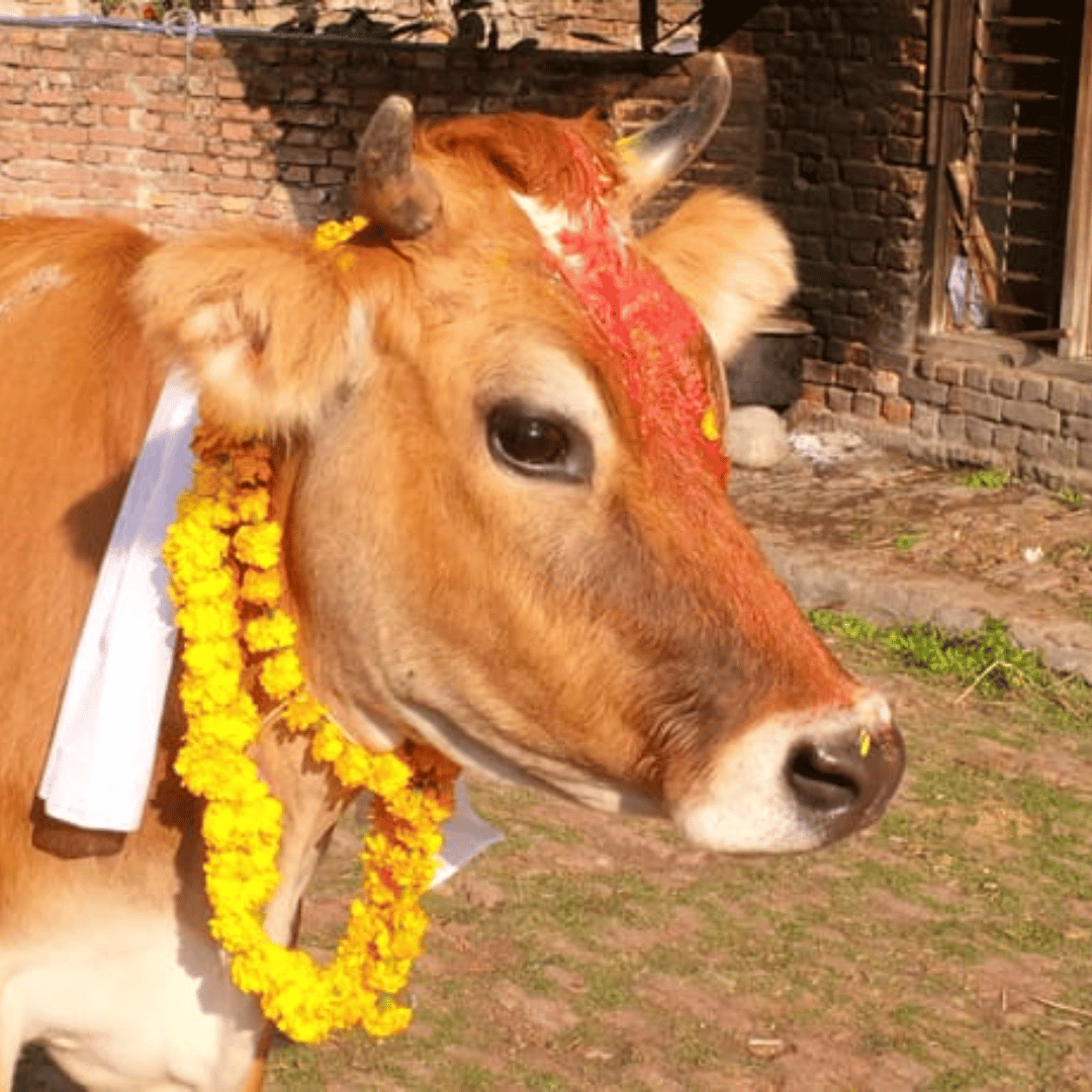 Gaupuja