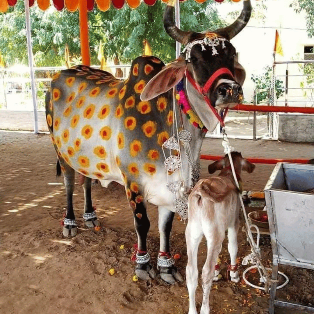 Gaupuja